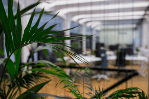 WHICH PLANTS ARE BEST FOR MY OFFICE?